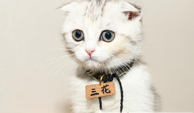 折耳猫不要随便养（折耳猫的基因有缺陷不可治）