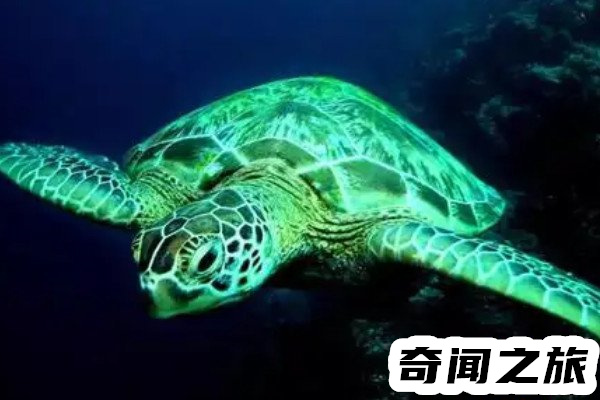 世界上体型最大的乌龟棱皮海龟(重量达到1300斤)