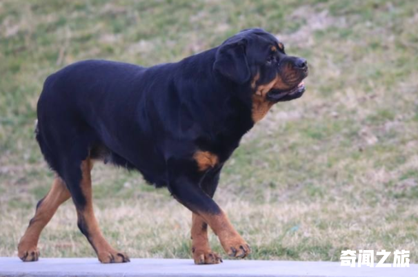 小偷最怕什么狗排行榜（十大最佳保护主人的犬小型宠物犬）