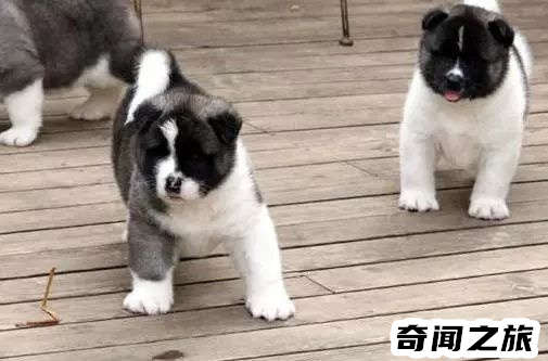 狗狗品种大全及名称图片（比熊犬可是贵族的宠物后来一度沦为马戏团的小丑）