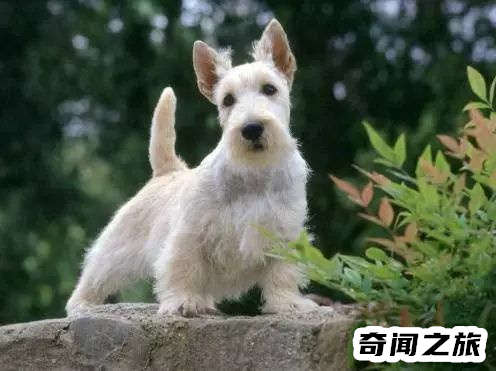 狗狗品种大全及名称图片（比熊犬可是贵族的宠物后来一度沦为马戏团的小丑）