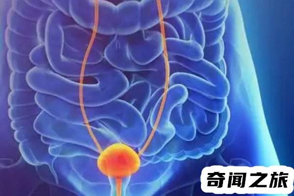 可以治疗的癌症（早期前列腺癌患者生存率达到95%以上）