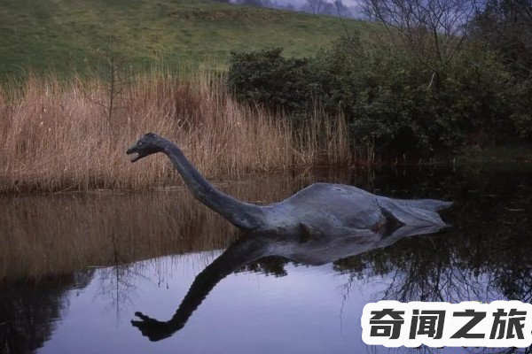 青海湖惊现水怪真面目（青海湖水怪长什么样子）