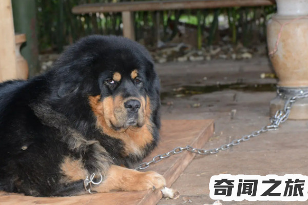 中国禁养犬名单（杜宾是禁养犬么）