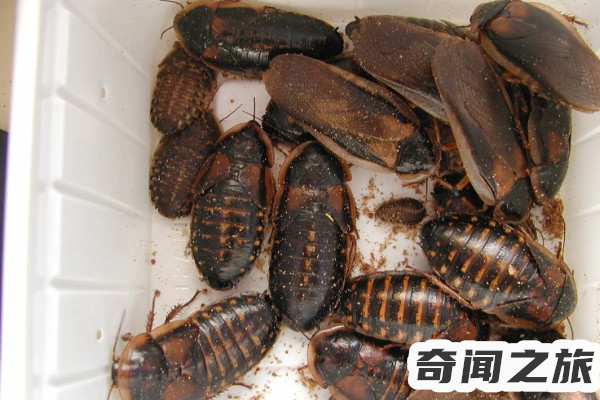 四害之首是哪四种虫子（四害指什么病媒生物）