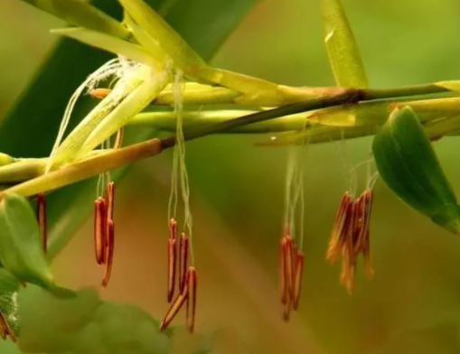 竹子真的会开花吗