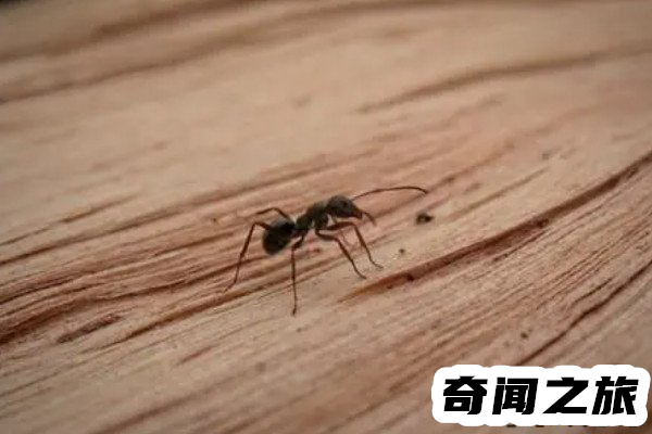 踩死蚂蚁犯法吗其实犯法(因情节轻微而不处罚)