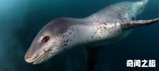 世界上最凶猛的海豹 豹形海豹会捕食其他海豹