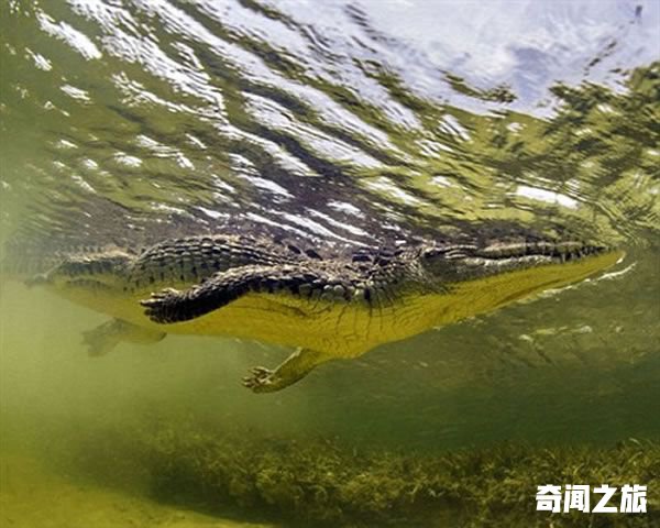 摄影师在水下偶遇凶猛鳄鱼冷静应对逃过袭击