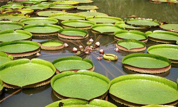 世界上叶子最大的水生植物（能够容纳几个孩子同时坐在上面玩耍）