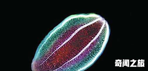 地球上最早的生物栉水母 长相如外星生物 动物生命树基底的第一个动物