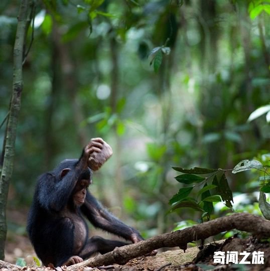 人类和黑猩猩文化进化的相似性