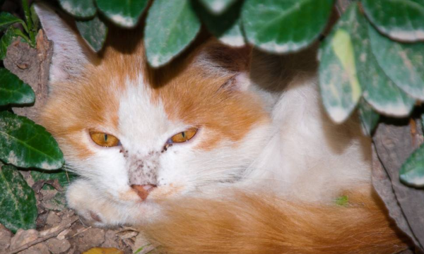 世界寿命最长的猫排名（Cream Puff寿命长达38年之久）