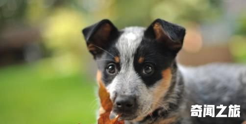 世界上寿命最长的狗 一澳洲牧牛犬寿命长达30岁