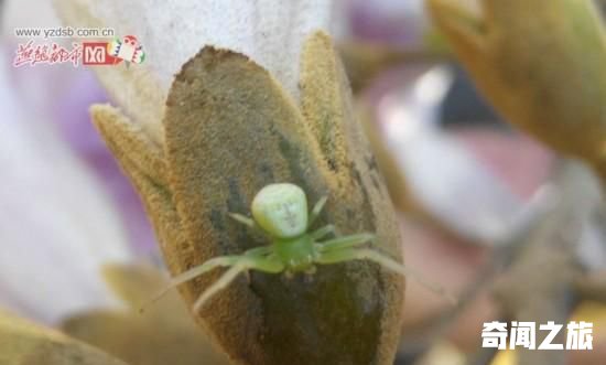 地球上希奇生物忧郁像极了周杰伦