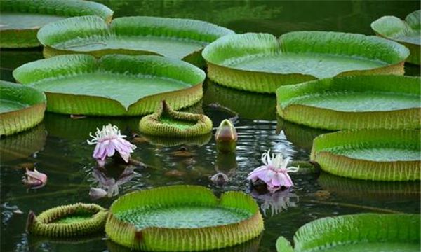 世界上叶子最大的水生植物（能够容纳几个孩子同时坐在上面玩耍）