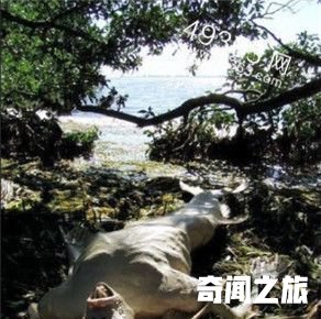 黑鳞鲛人：海滩惊现美人鱼尸体