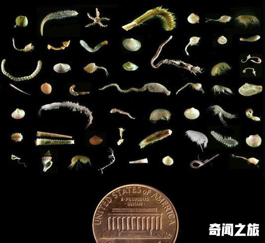 美生物学家发现海底深处存在“吃雪”生物