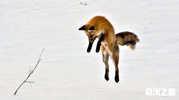 狐狸在冰天雪地中捕食的有趣场景