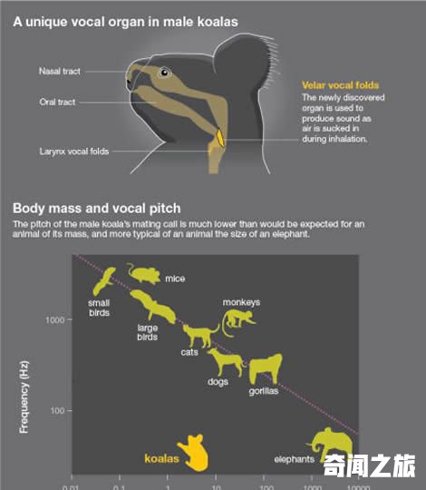 科学家发现树袋熊发出极低声音的秘密所在
