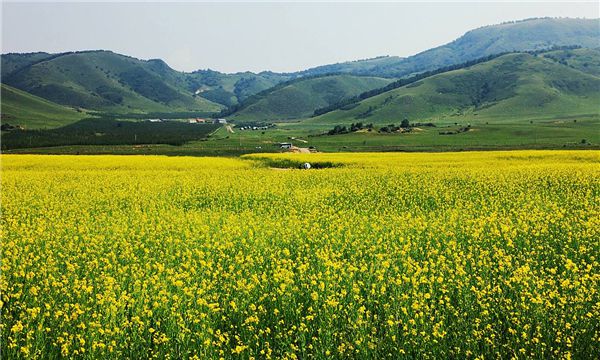 世界上最大的花海（薰衣草园简直太漂亮了）