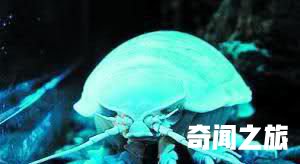 地球上希奇生物忧郁像极了周杰伦