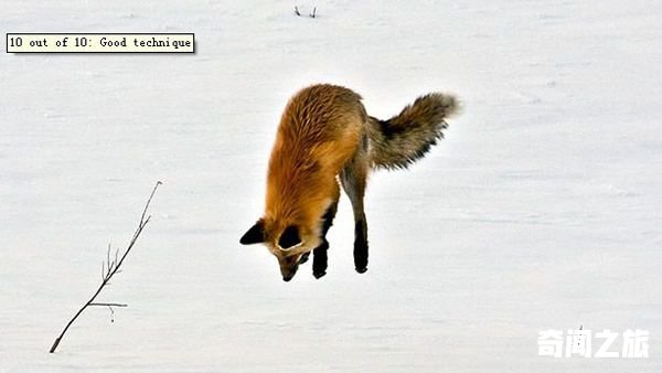 狐狸在冰天雪地中捕食的有趣场景