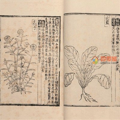 救荒本草是哪个朝代的「历史」-第2张图