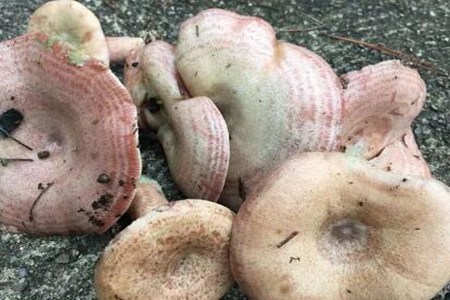 春季应该预防哪些食物中毒呢?这五个食物注意预防中毒发生