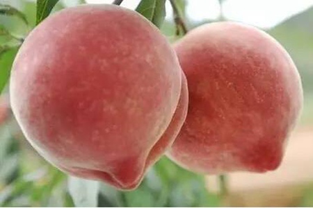 口腔溃疡吃什么水果?这五个缓解口腔溃疡吃的水果