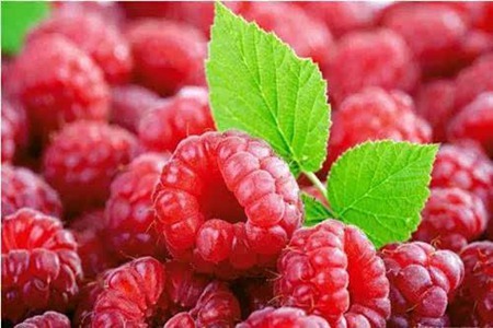 覆盆子的功效与作用,这五个覆盆子的营养价值功效
