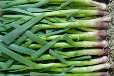 蒜苗的功效与作用,这五个蒜苗的营养价值及功效