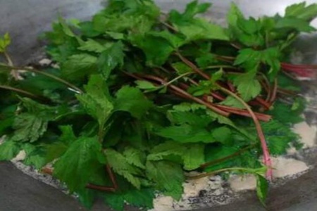 珍珠菜的功效和作用,这四个女人吃珍珠菜的药用价值