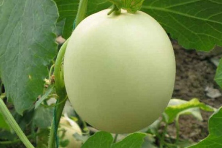 白兰瓜的功效与作用，这五个女人吃白兰瓜的营养价值