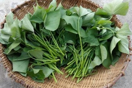 红薯叶的功效与作用,这五个女人吃红薯叶的营养功效
