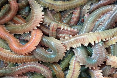 沙蚕的功效与作用，这五个女人吃沙蚕的药用价值