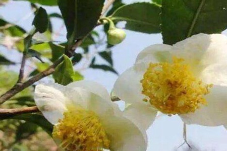 山茶花的功效和作用,这五个山茶花的好处和坏处