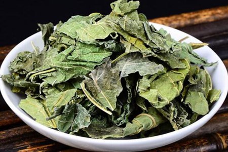 桑叶茶的功效与作用,这五个女人喝桑叶茶的好处