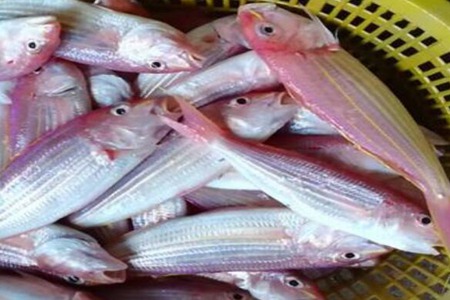 金线鱼的功效与作用,这三个深海金线鱼的营养价值