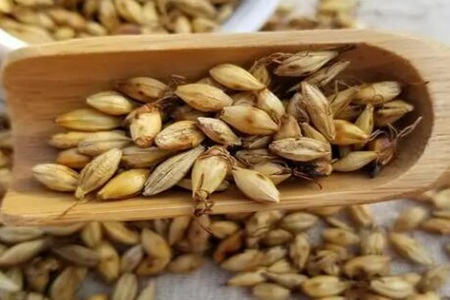 回奶吃什么快最有效的？这四个食物有回奶的功效