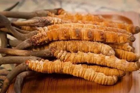 冬虫夏草的功效与作用,这四个功效美容养颜静心安神