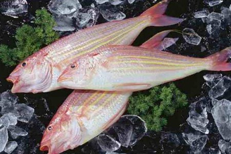金线鱼的功效与作用,这三个深海金线鱼的营养价值
