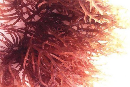 麒麟菜的功效与作用,这五个吃麒麟菜的营养价值