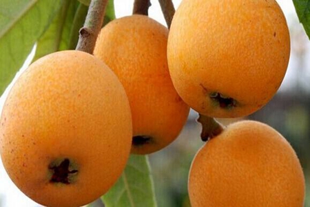 枇杷果的功效与作用