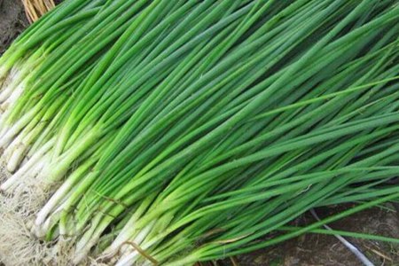 秋季吃什么养生最好?这五个秋季食物滋阴润肺有疗效