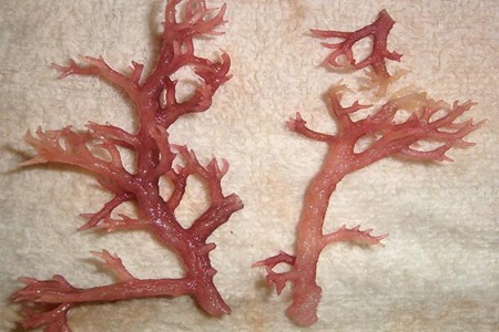 麒麟菜的功效与作用,这五个吃麒麟菜的营养价值