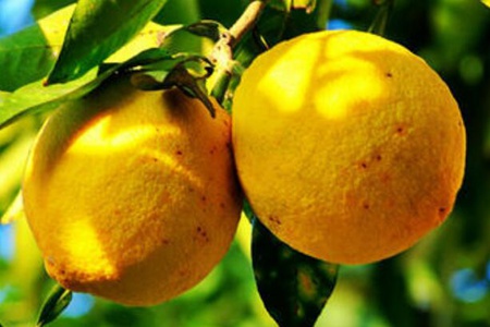 香橼的功效与作用,这五个香橼的药用价值