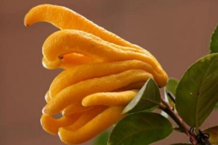 佛手的功效与作用,这五个佛手药用价值美容养颜