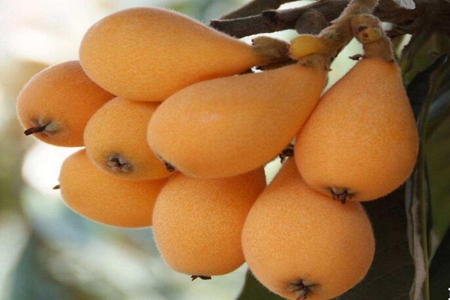 枇杷果的功效与作用