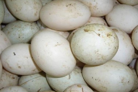 鸭蛋的功效与作用,这五个鸭蛋的营养价值及功效